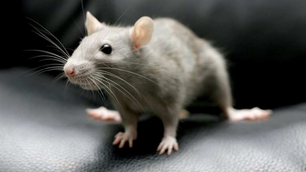 Mouse Removal services Brisbane