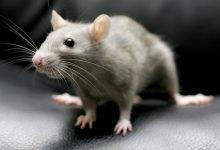 Mouse Removal services Brisbane