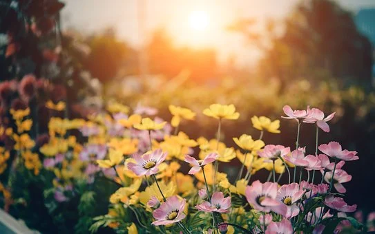 beautiful flowers