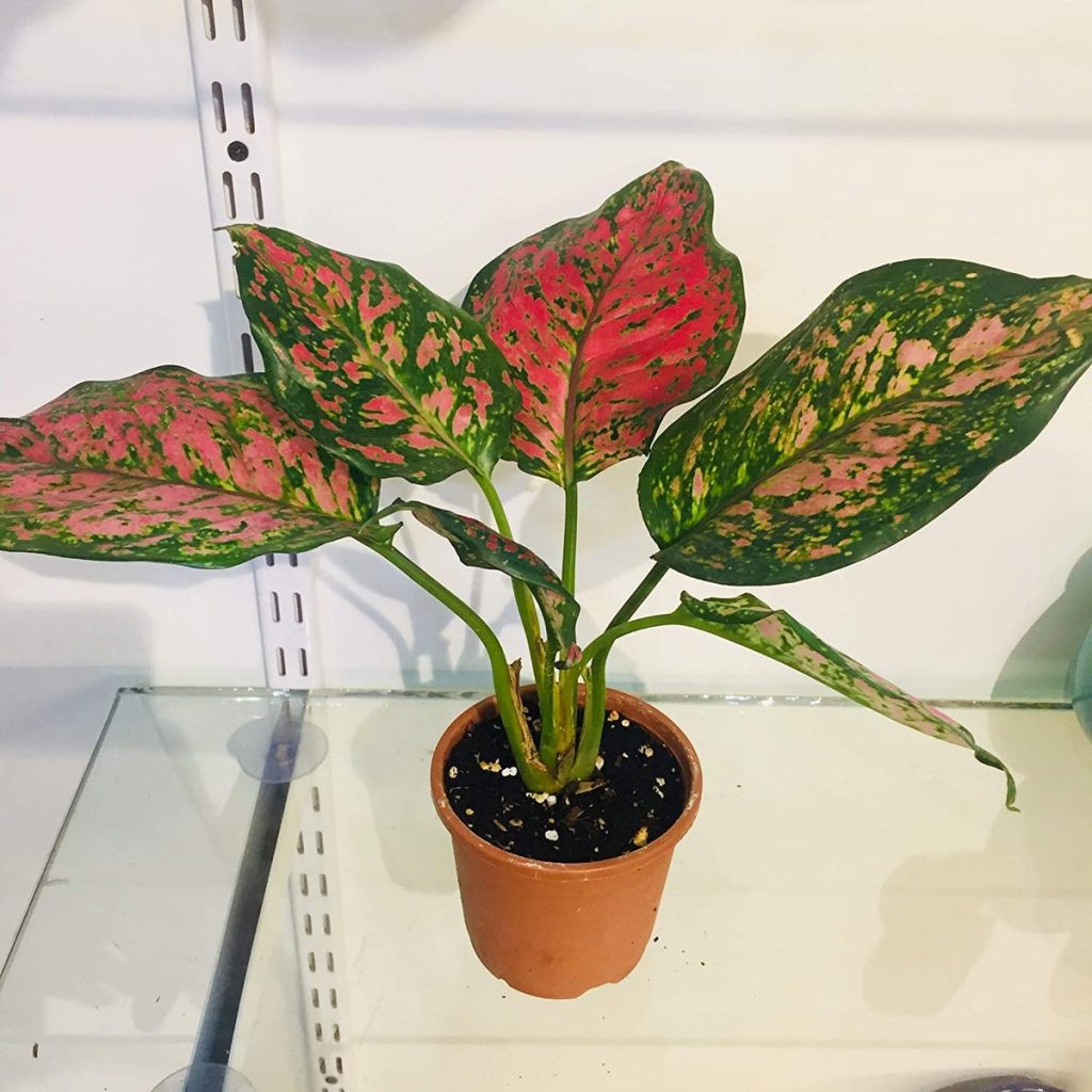 Aglaonema Varieties