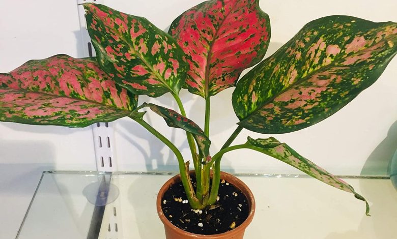 Aglaonema Varieties