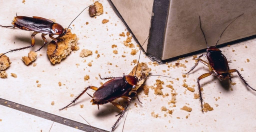 cockroaches control service brisbane