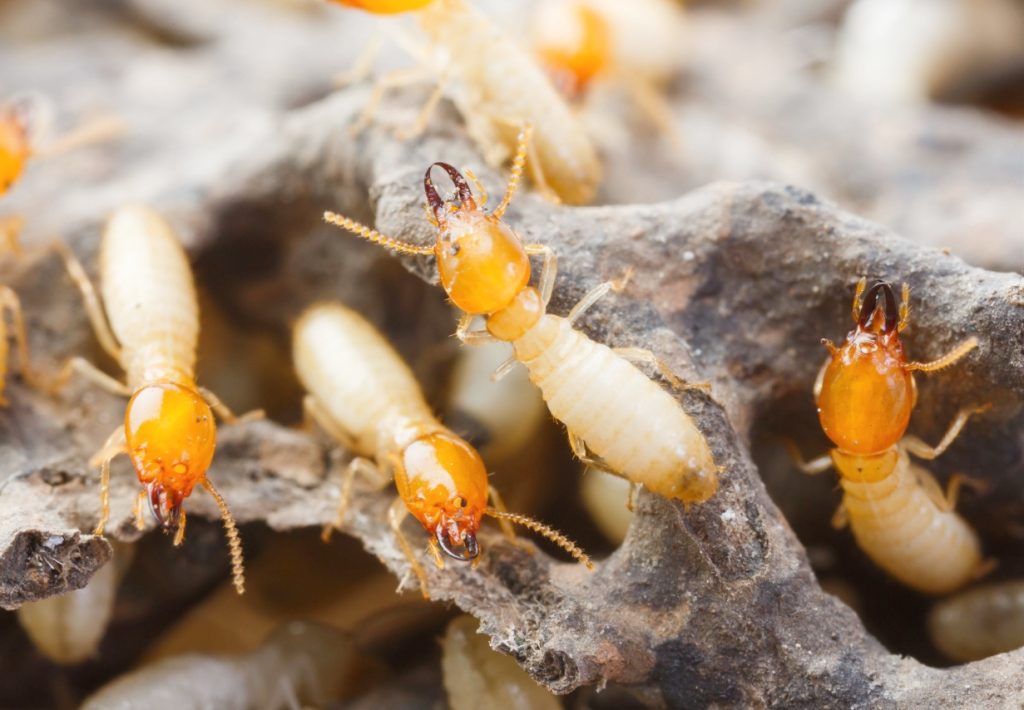 termite control brisbane