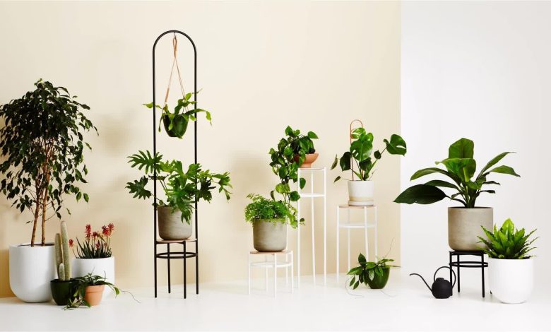Plants From Online Nursery