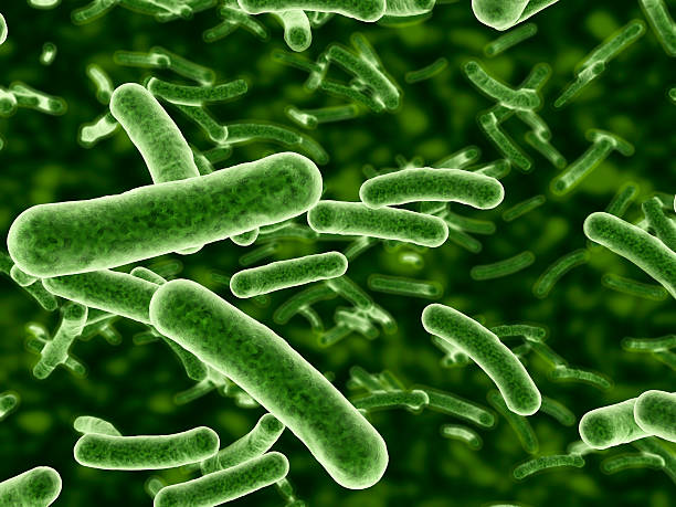 Worm Infection