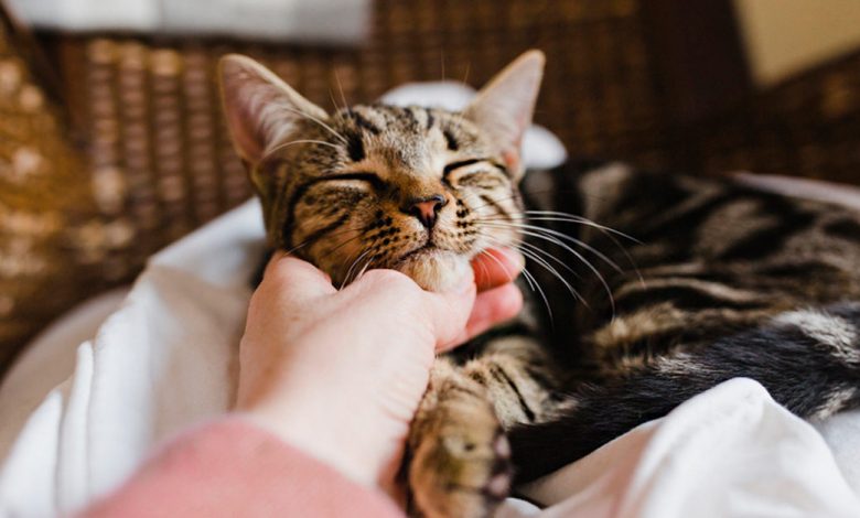 Top 7 Responsible Pet Care Tips