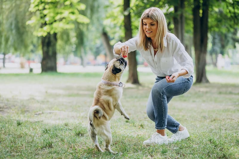 Benefits of Socializing Your Dog