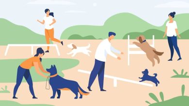dog grooming