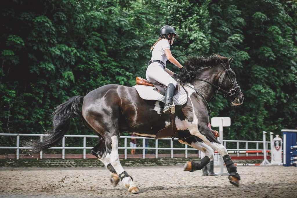 Horse Blankets