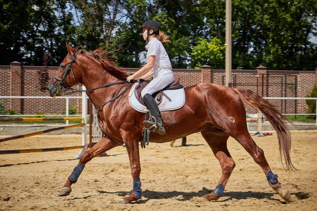 Horse Blankets