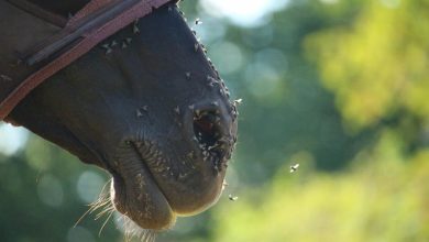 Horse flies