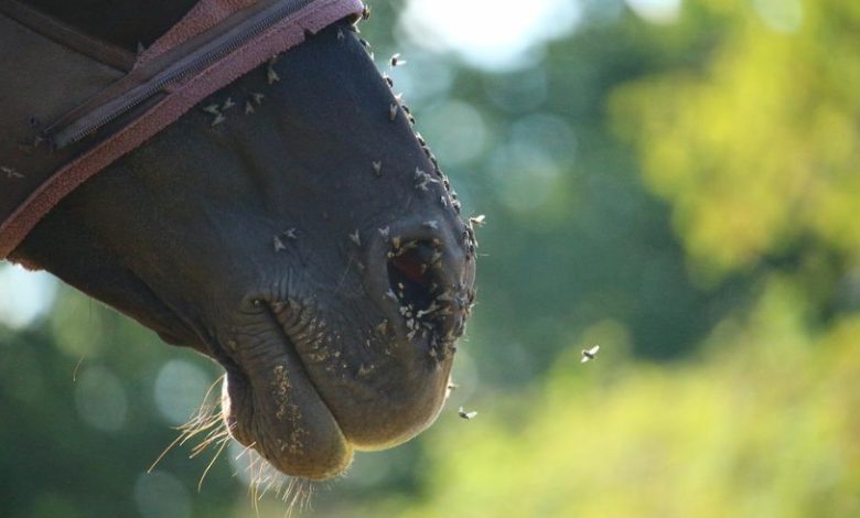 Horse flies