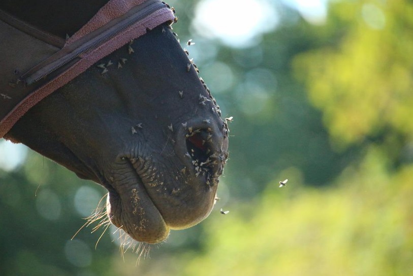 Horse flies