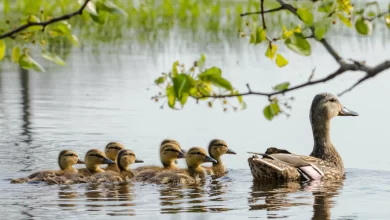 How to Draw a Duck