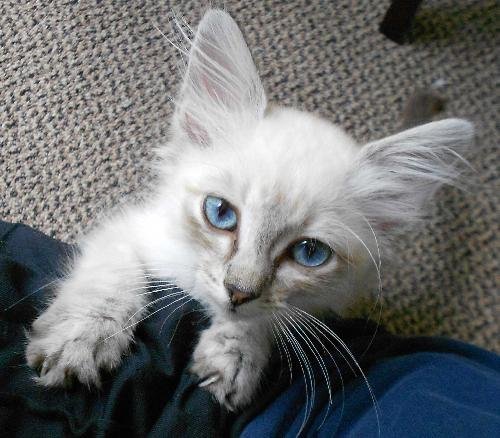 lynx point siamese cat